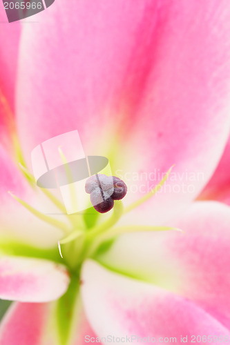 Image of flower close-up