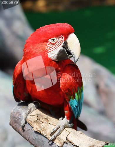 Image of Red macaw