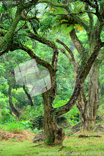 Image of tree in forest