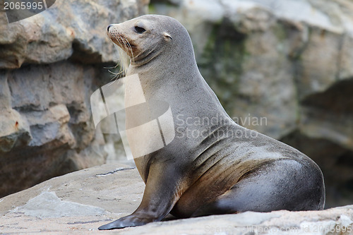 Image of seal on rock