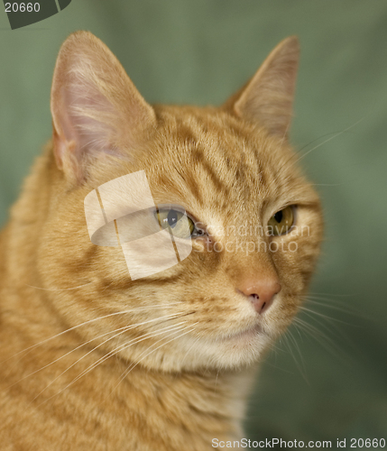 Image of Cat