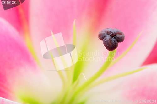 Image of lily flower