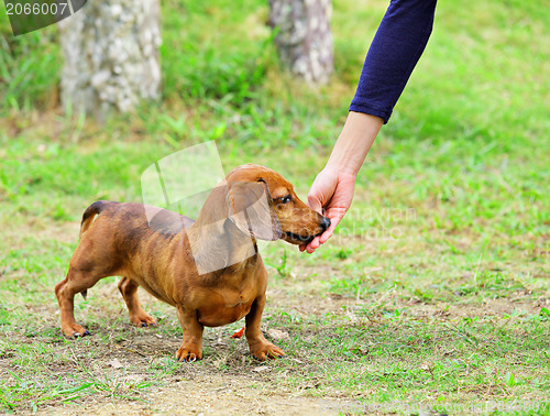 Image of feeding dog