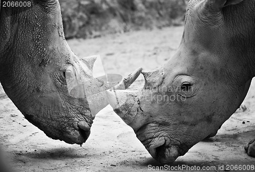 Image of Rhino , black and white