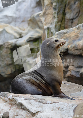 Image of Sea Lion