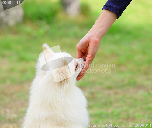 Image of feeding dog