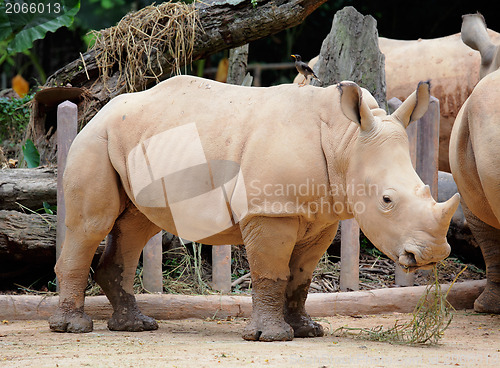 Image of rhino