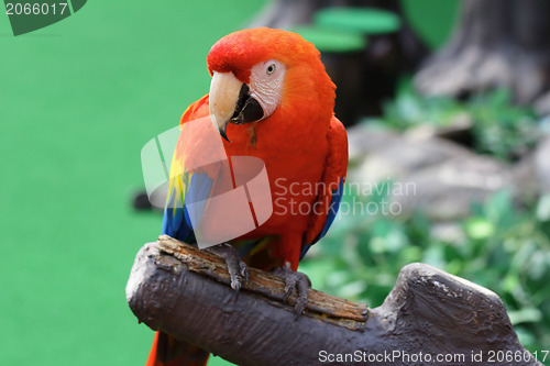 Image of Red macaw