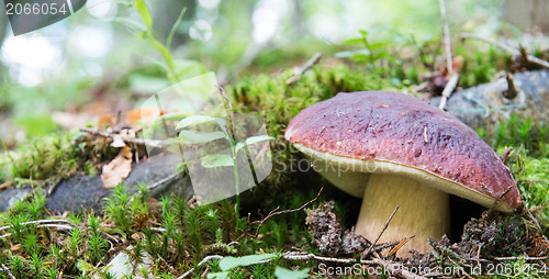 Image of Boletus edulis mushroom (Porcini, Porcino, Cepe, Steinpilz)