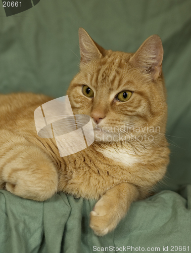 Image of Cat