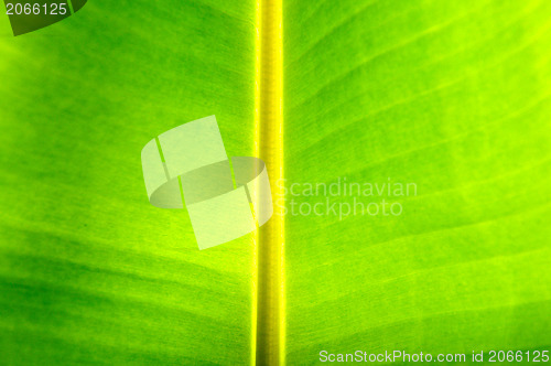 Image of Banana leaf background 