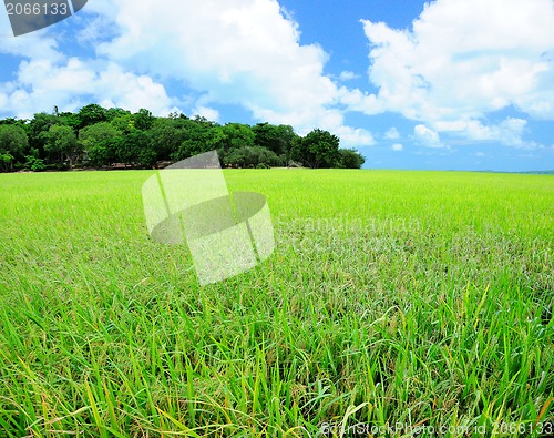 Image of A photo of a blue sky and a green field 