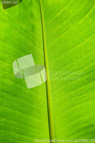 Image of Banana leaf background 
