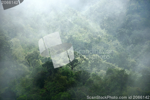 Image of morning mist cover tree and mountain 