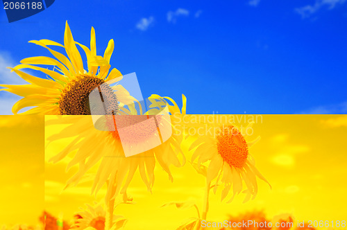 Image of beautiful sunflowers with blue sky and sunburst 