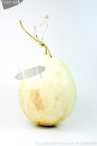 Image of cantaloupe melon 