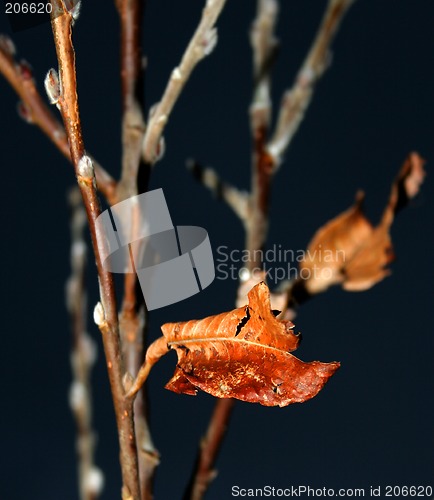 Image of autumn leaf