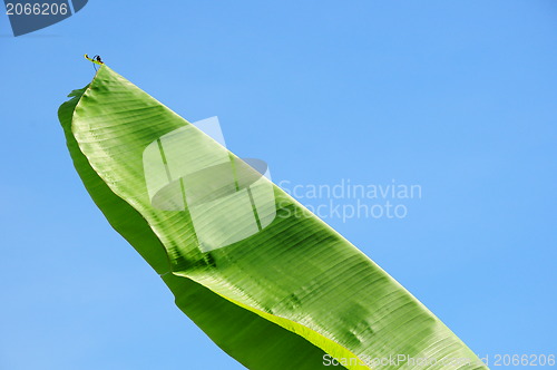 Image of Banana leaf background 