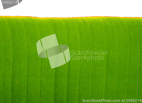Image of Banana leaf background 
