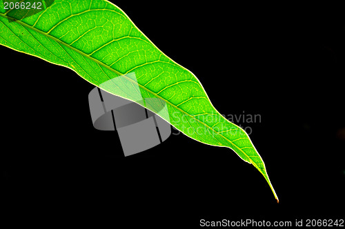 Image of Green mango leaves isolated on white background 