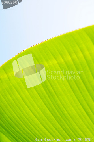 Image of Banana leaf background 
