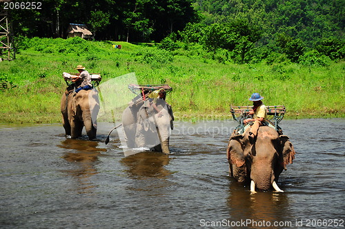 Image of elephants in Thailand