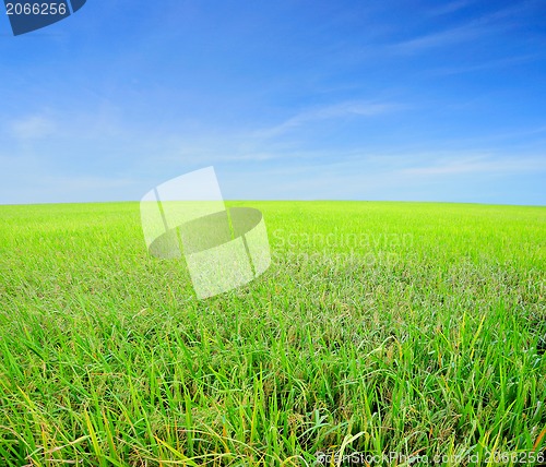 Image of A photo of a blue sky and a green field 