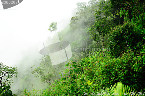 Image of morning mist cover tree and mountain 