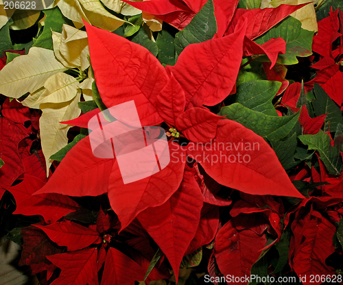 Image of  poinsettia