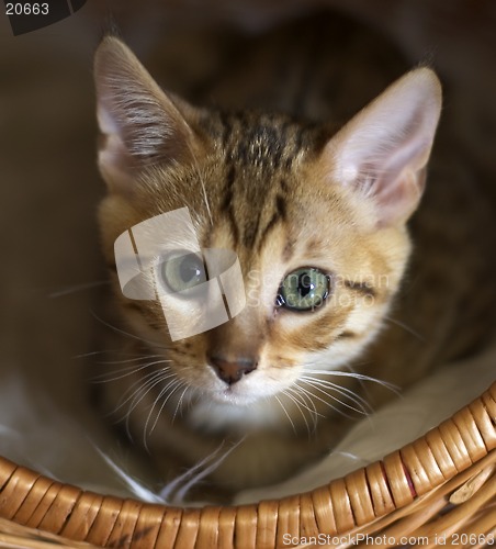 Image of Kitten