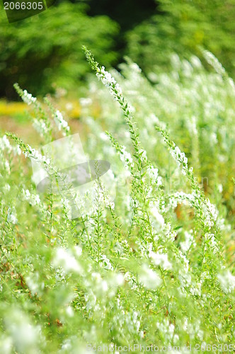 Image of white flower background 