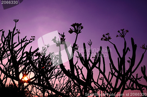 Image of Frangipani, Plumeria, Templetree,Thai flower 