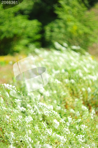 Image of white flower background 