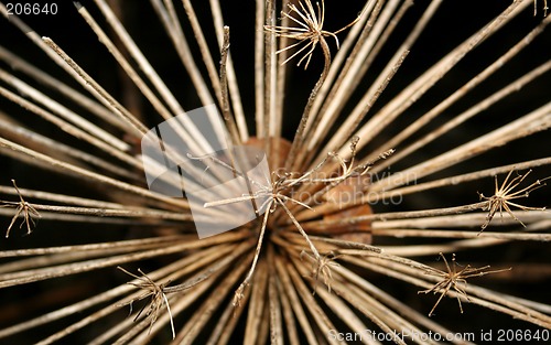 Image of a dying weed