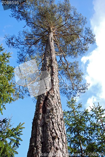 Image of Lightning damage