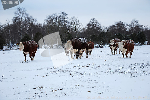 Image of Cattle in snow