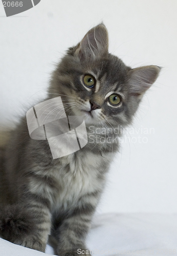 Image of Kitten