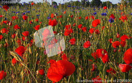 Image of Poppy field