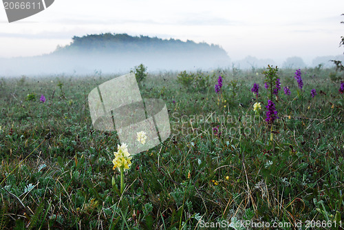 Image of orchids