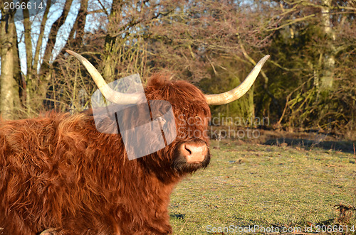 Image of highland cattle