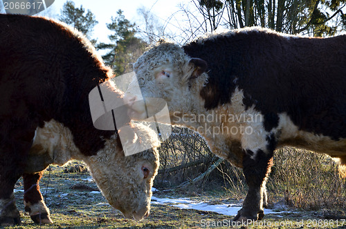 Image of friendly bulls