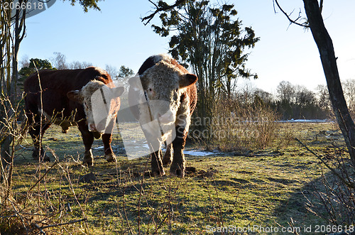 Image of hereford bulls