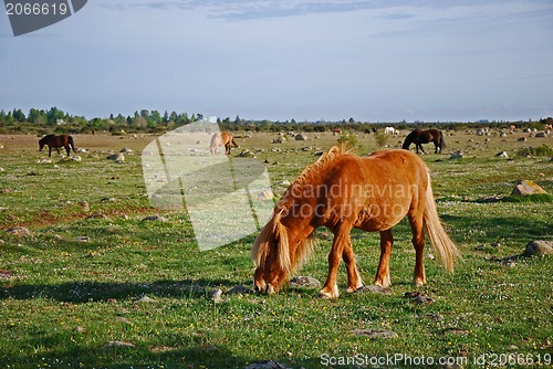 Image of Grazing horses