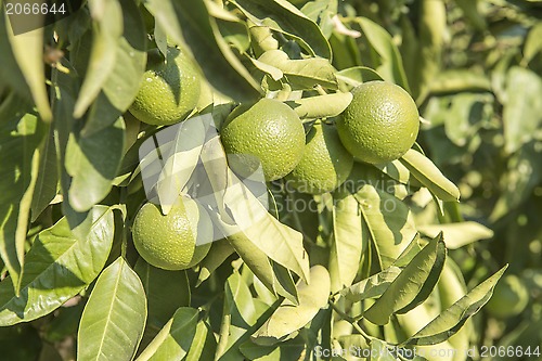 Image of Green lemon tree