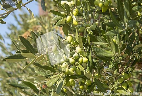 Image of Greec olives