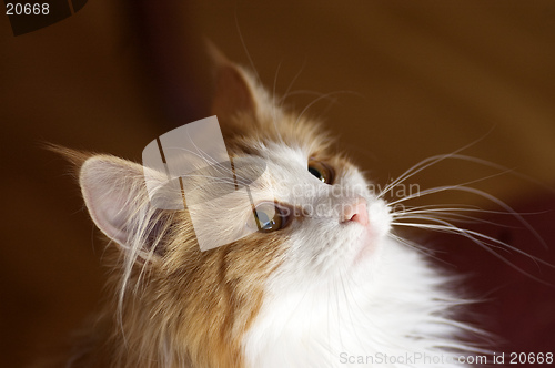 Image of Cat