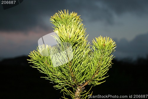 Image of lone pine tree