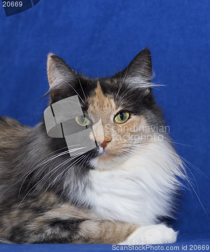 Image of Cat
