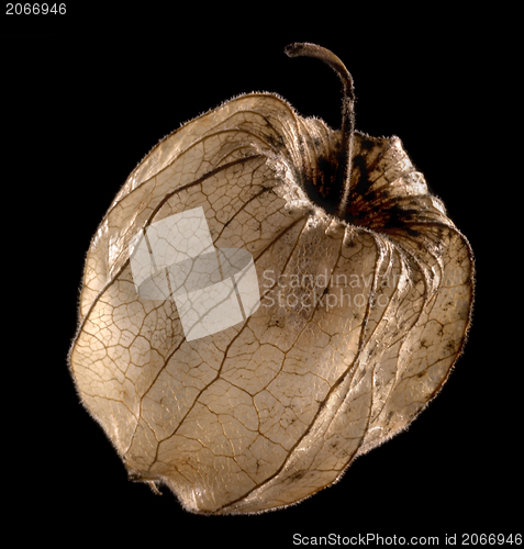 Image of dry chinese lantern