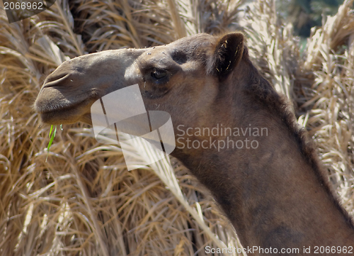 Image of camel profile